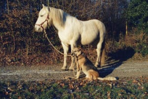 Pferd und Hund im Winter
