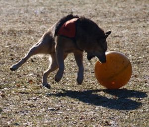 Dingo spielt ausgelassen mit Ball