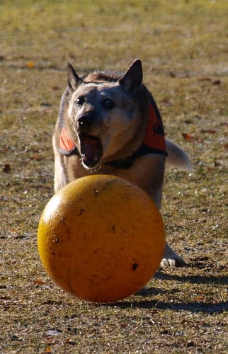 Dingo spielt ausgelassen mit Ball
