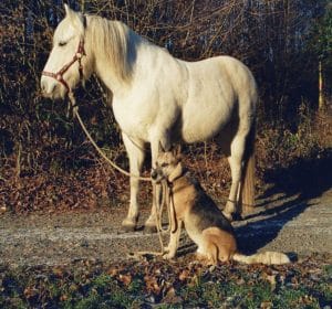 Pferd und Hund