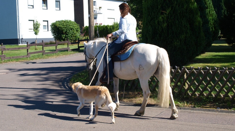 Mit Pferd und Hund unterwegs