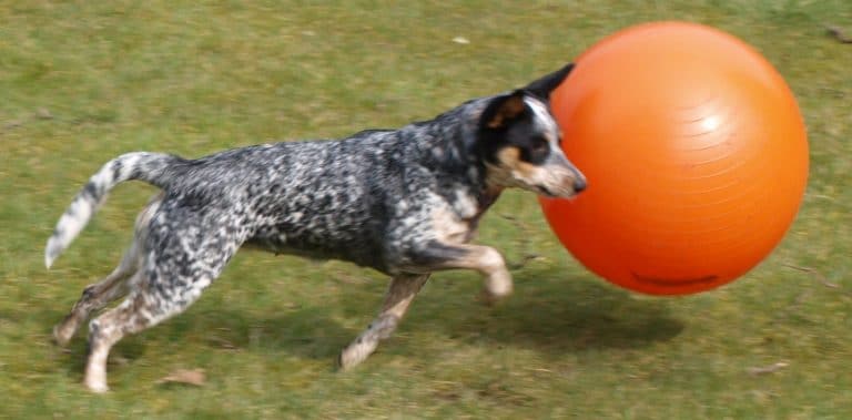 Lacey am Ball! 8 Treibball Australian Cattle Dog