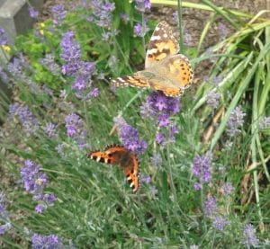 Schmetterlinge im Lavendel