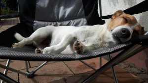 Jack Russell Terrier schläft