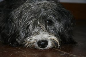 Hund ruht