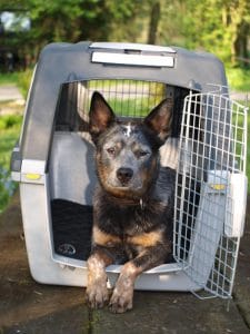 Eine Hundetransportbox Hunderuhebox aus Kunststoff