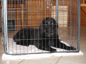 Hovawart Welpe im Hundekäfig