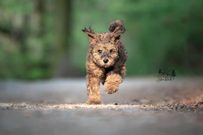 Leinen los? Nur bei sicherem Rückruf. 4 Hund komm her! Rückruf