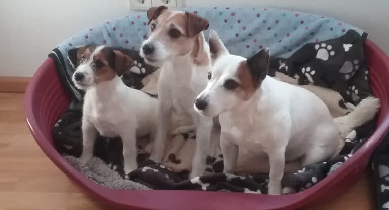 Ich will ´nen Hund! Hundekauf nach Bauchgefühl? 1 Jack Russell Terrier