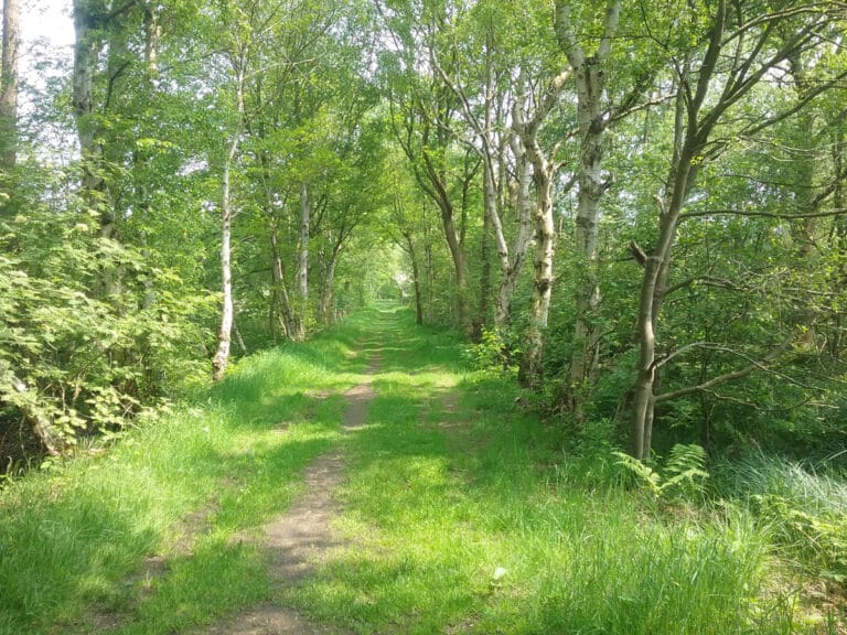 Wald im Mai