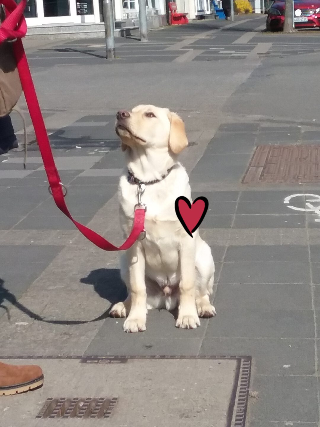 Buddy Labrador