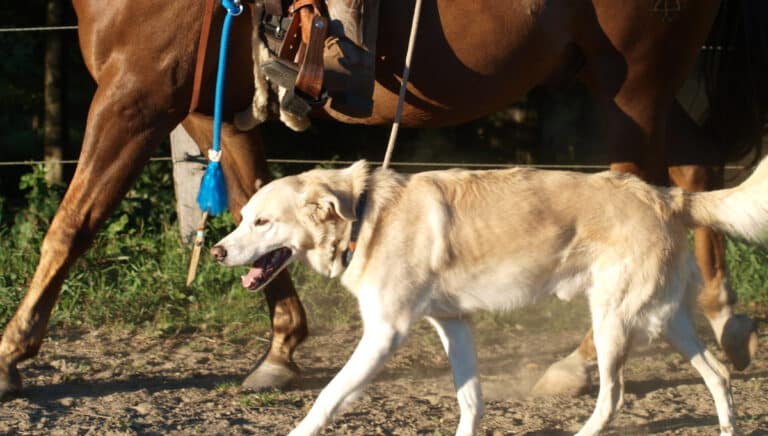 Der Reitbegleithund 1. Teil 10 Reitbegleithund