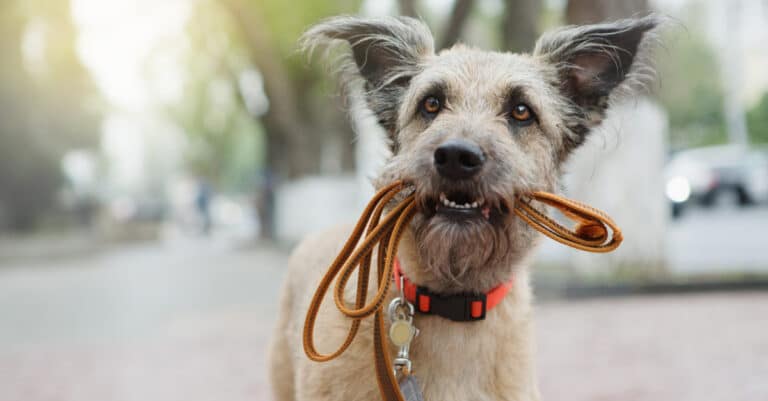 Hund mit Leine adobe stock 157185325