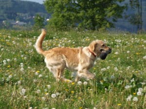 Golden Retriever Emma im Freilauf HundeLogisch