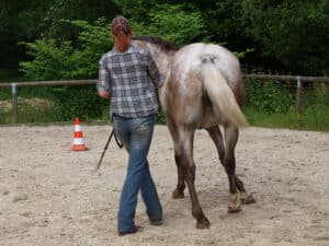 Pferd-Hund-Ausbildung