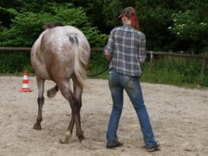 Pferd-Hund-Ausbildung