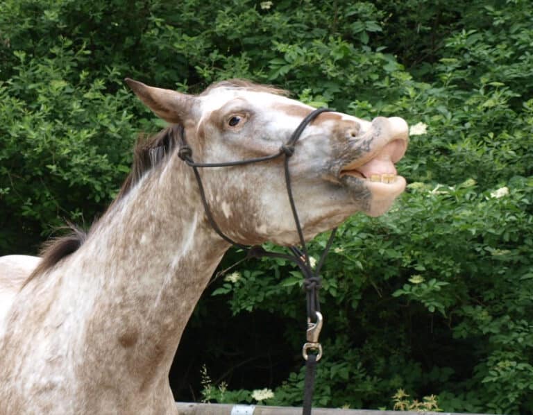 Pferd und Hund und Mensch im Team 6 Appaloosa Horse