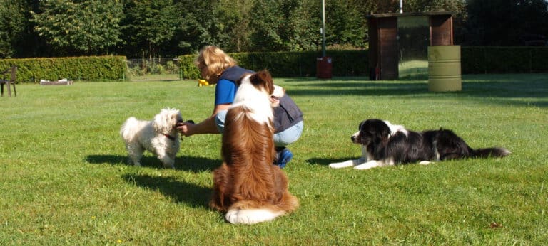 Zeckenprophylaxe HundeLogisch 2 Border Collies im Park