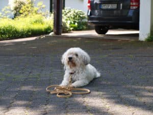 Hund Übung Bleib