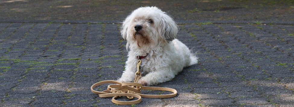 Hundetraining ist immer! 10 Hund Übung Bleib