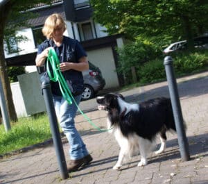 Agility Slalom mit Hund