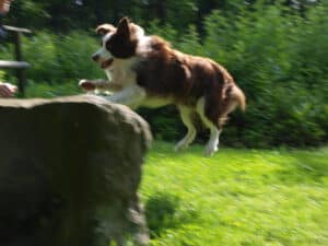 Border Collie springt