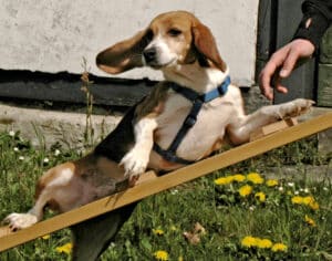 Beagle Agility Steg