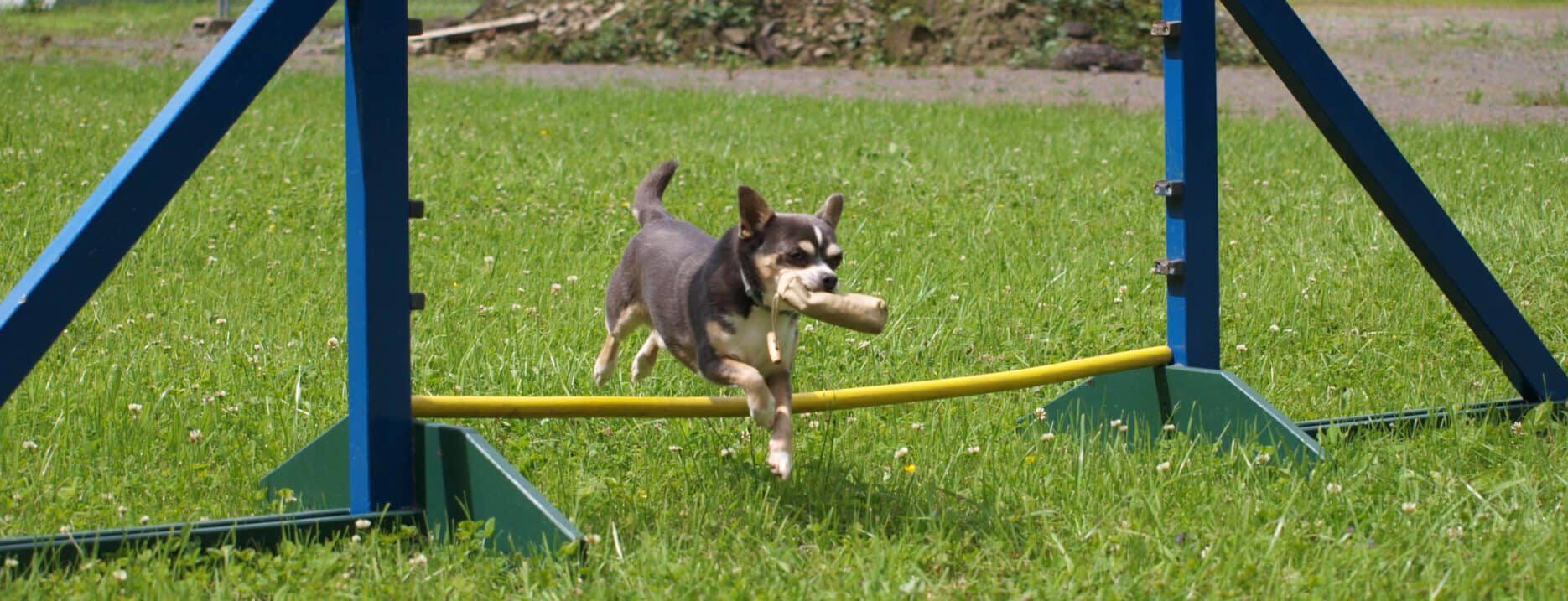 Chihuahua mir Preydummy