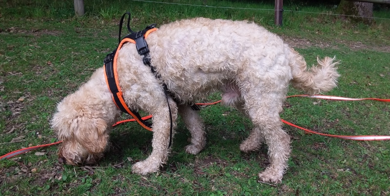 Hunde richtig beschäftigen und auslasten, Teil 2, 18. 0kt. 25