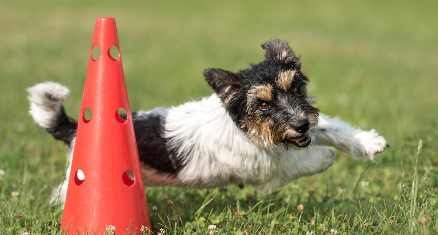 Hunde richtig beschäftigen und auslasten, Teil 1, 11. Okt. 25