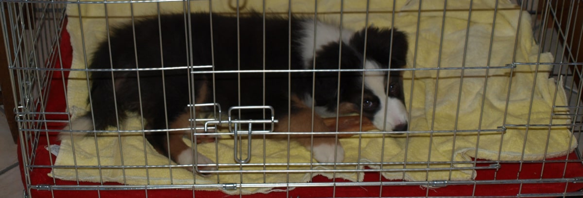 Australian Shepherd im Hundekäfig