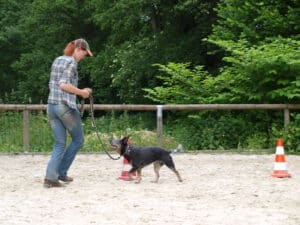 Leinenführigkeit Kurs Gummersbach 1 Australian Cattle Dog an der Leine