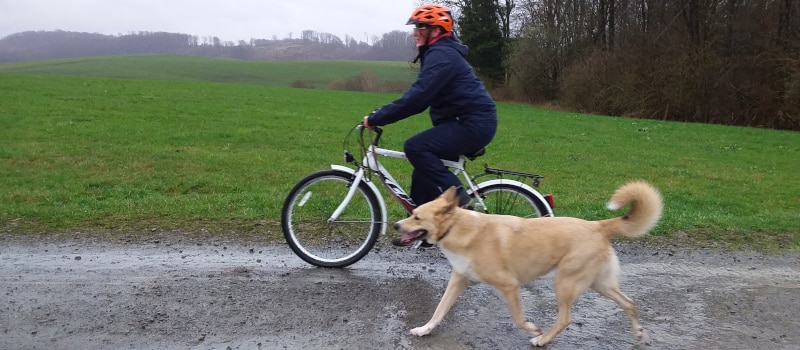 Hund am Fahrrad 10 Fahrradfahren mit Hund