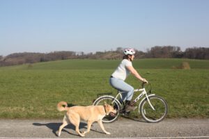Fahrradfahren mit Hund 1 Fahrradfahren mit Hund