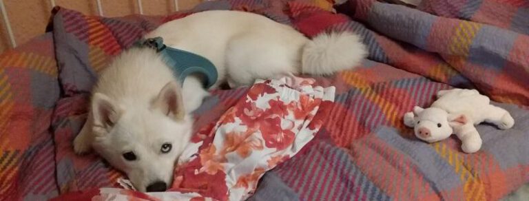 Pomsky Poppy wird zwangsberuhigt 8 Pomsky Poppy ruht