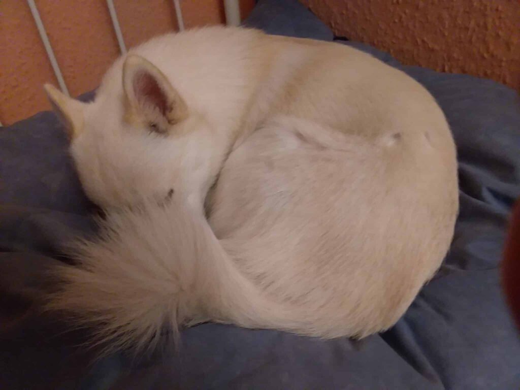 Pomsky Poppy passt auf 4 Pomsky Poppy schläft in der "Donut-Position"