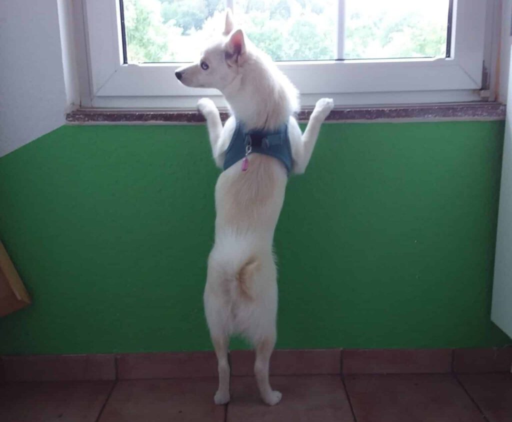 Pomsky Poppy schaut aus dem Fenster