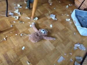 Pomsky Poppy wird zwangsberuhigt 1 Pomsky Poppy macht Chaos