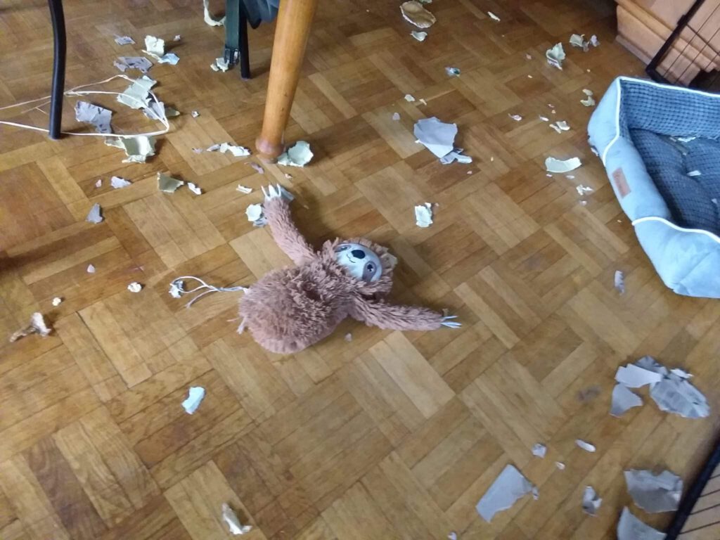Pomsky Poppy macht Chaos