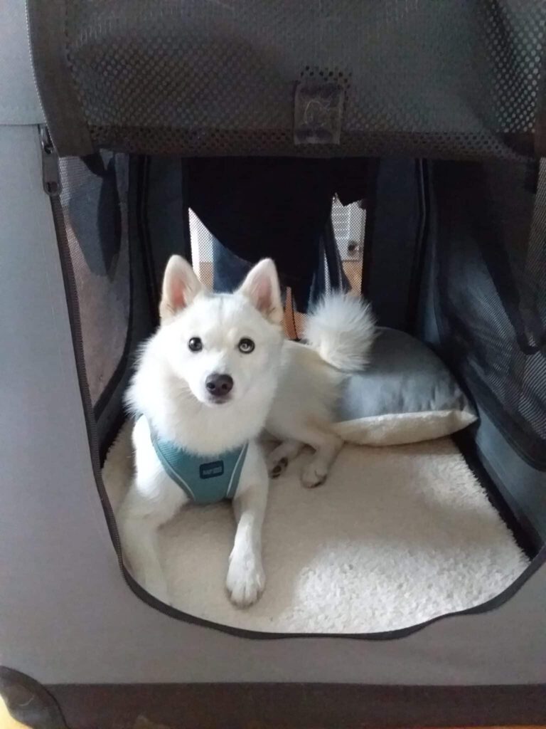 Pomsky Poppy in der Ruhebox