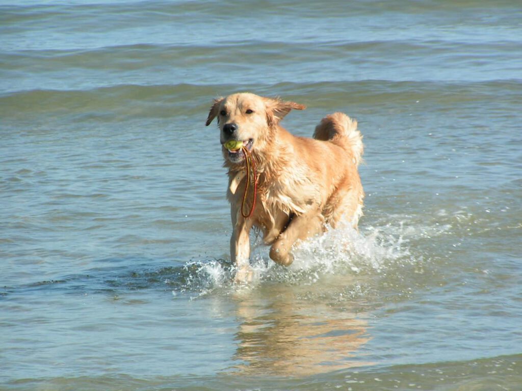 Fahrrad-Training mit Hund und andere Themen rund um Freizeit und Urlaub mit dem Hund 1 Hund im Urlaub