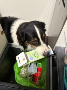"All-in-Train" Alltags-Intergrations-Training 2 Australian Shepherd als Servicehund