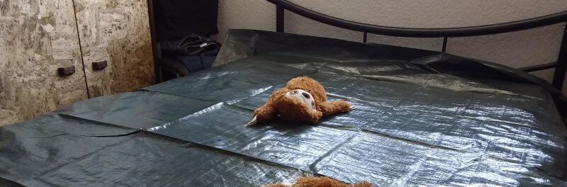 Pomsky Poppy macht Pipi 13 Hund pinkelt ins Bett