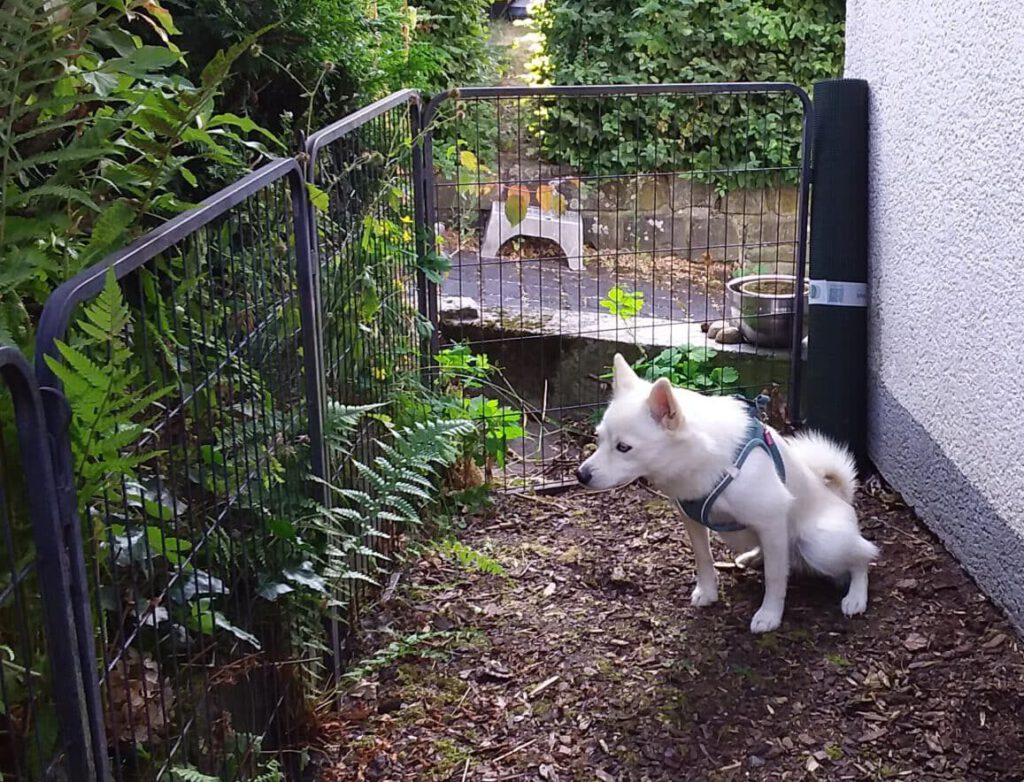 Pomsky macht Pipi