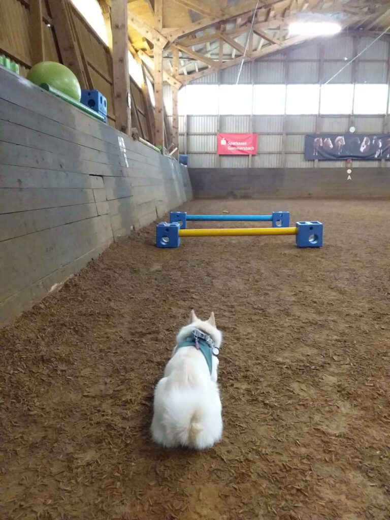 Pomsky Agility