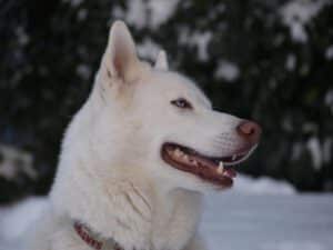 Pomsky Poppy passt auf 3 Siberian Husky "Nick" von Marion Beer