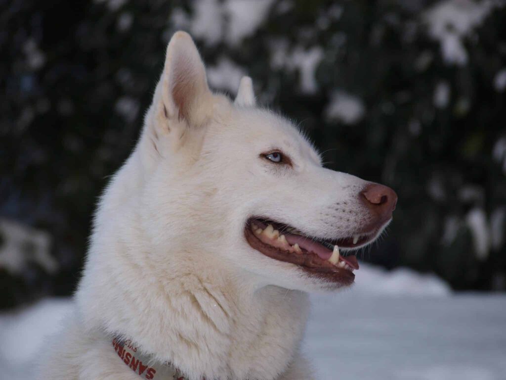 Pomsky Poppy passt auf 3 Siberian Husky "Nick" von Marion Beer