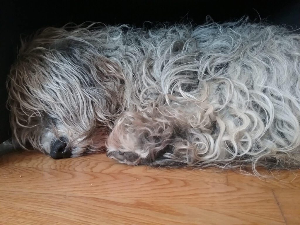 Ruth - ein Straßenhund aus der Türkei
