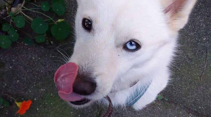 Poppy und der Käse-Igel 11 Pomsky leckt die Schnauze