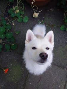 Abschied von Poppy 1 Pomsky bettelt am Tisch